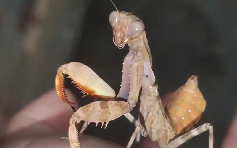 印尼双盾捕食台湾巨斧螳(02『02 )_哔哩哔哩_bilibili