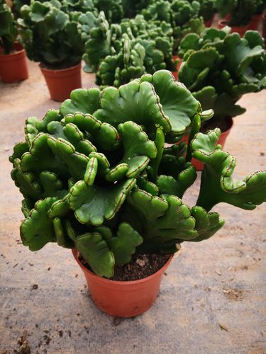 植物多肉盆栽绿植办公室盆景珊瑚缀化光棍树多多肉植物