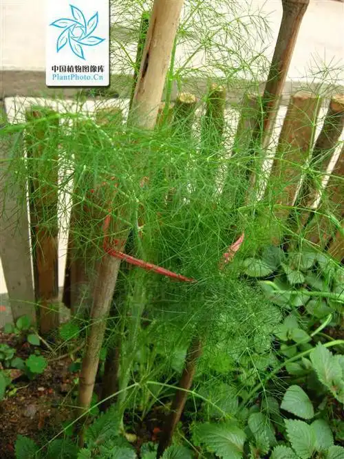 p>茴香(学名: i>foeniculum vulgare /i> mill.)伞形科草本,高0.