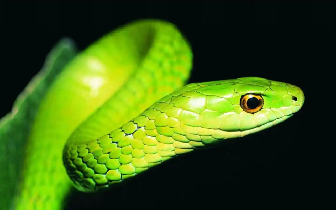 蛇的壁纸1920x1280分辨率查看