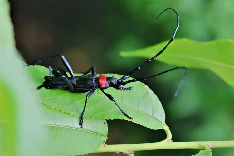 天牛的特点和生活特征(天牛介绍)