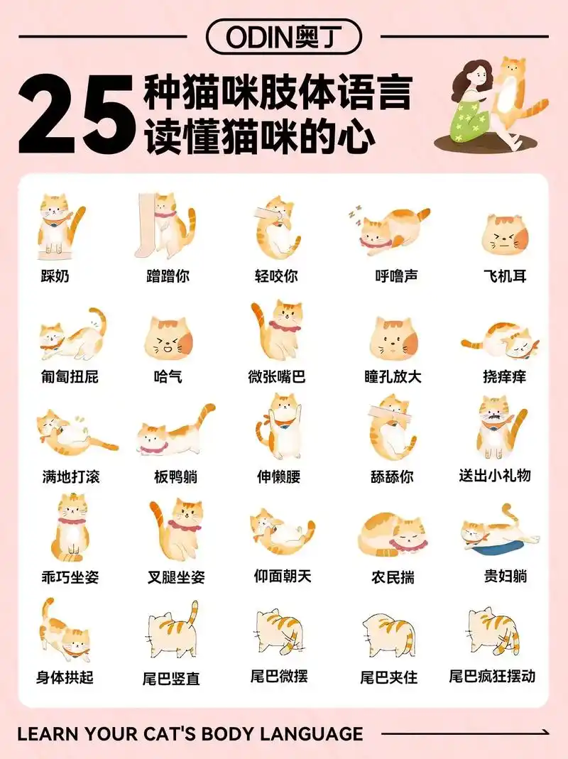25种猫咪肢体语言 教你读懂它的心.#抖音图文来了 #科学养 - 抖音