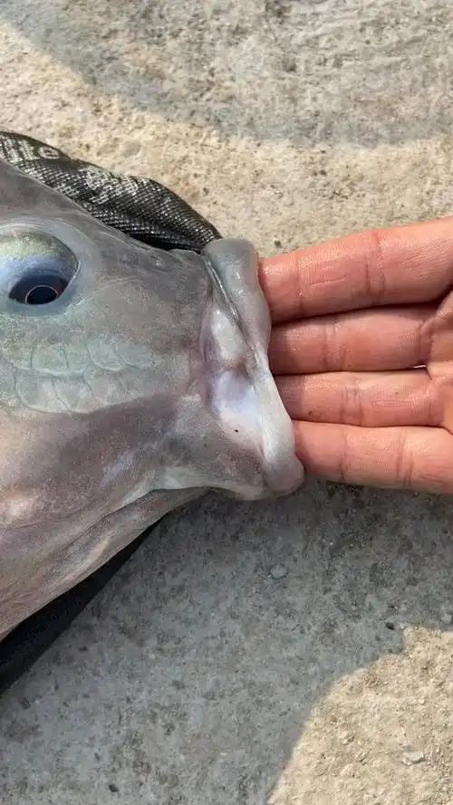 小鱼一条 4指小罗非!