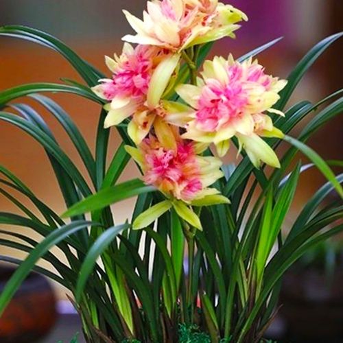 台湾一位老先生家中,雪藏了兰花界"最贵"的兰草,开花太美了