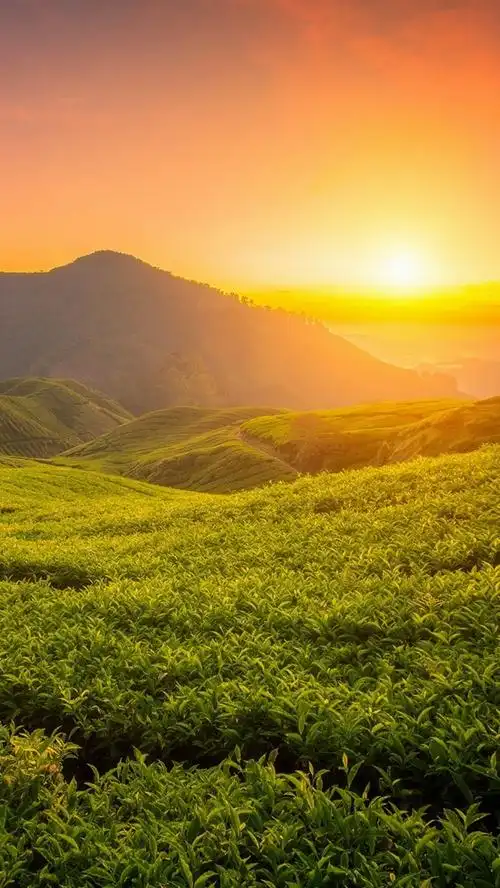 美丽的茶园,丘陵,日出