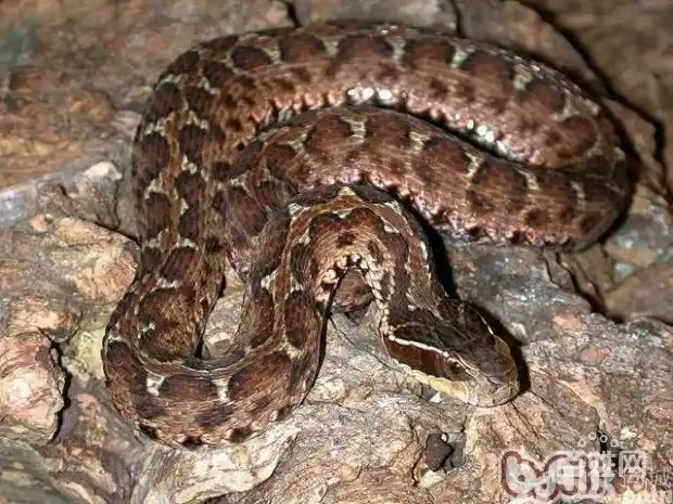 吉林省所说的野鸡脖子,辫稍子,土球子,蛤蟆头都是什么蛇? - 百科网