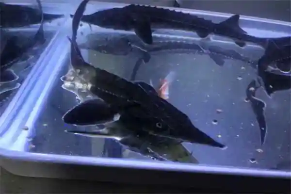 波斯鲟体型比较大的鲟鱼形态有些许差异