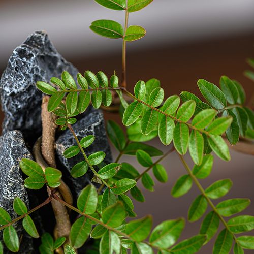 清香木盆栽附石造型胡椒盆景室内植物客厅办公绿植