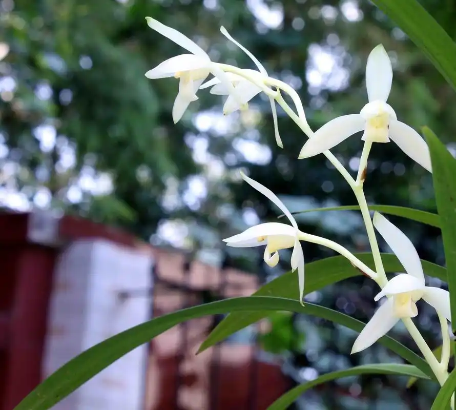 2013中秋建兰——青山玉泉|摄影|产品摄影|junda1988 - 原创作品