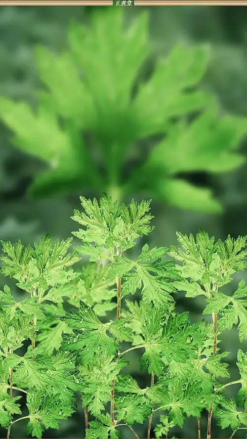 艾草艾叶艾蒿植物陈艾