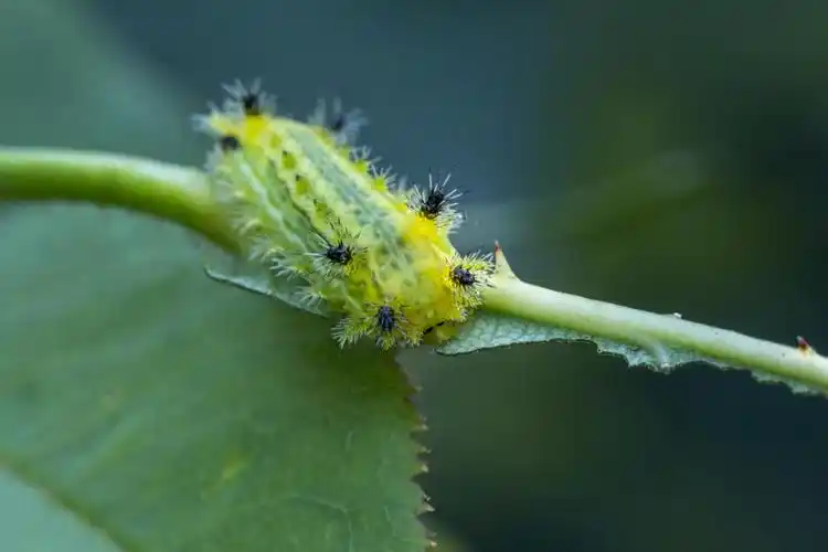 褐边绿刺蛾《生活》