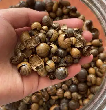 中药材滚山虫正品滚山朱地罗汉