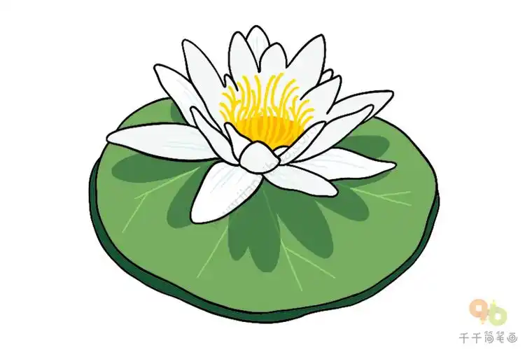 怎么画睡莲简笔画图片