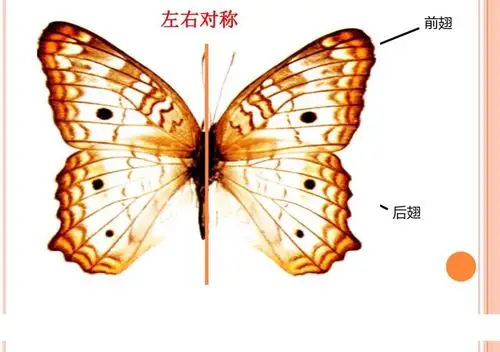 九幼大班级部"线上推送8"一一周一美术《折蝴蝶》