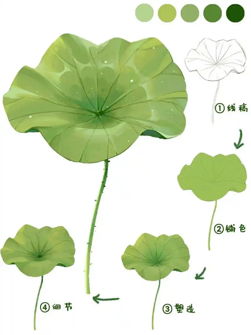 荷叶画法‖小物件插画教程 今天画了荷叶,绿色让人心情舒畅吖 	 工具