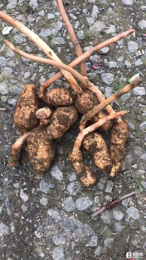 正宗野生天麻,海拔1000多米的深山里挖掘,需要的速度!