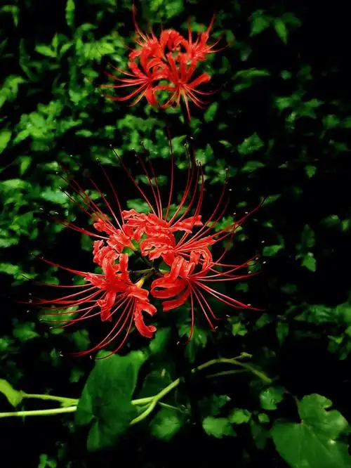 曼珠沙华彼岸花奈何桥前忘川河边