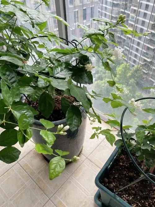阳台茉莉花开始了第三波花期