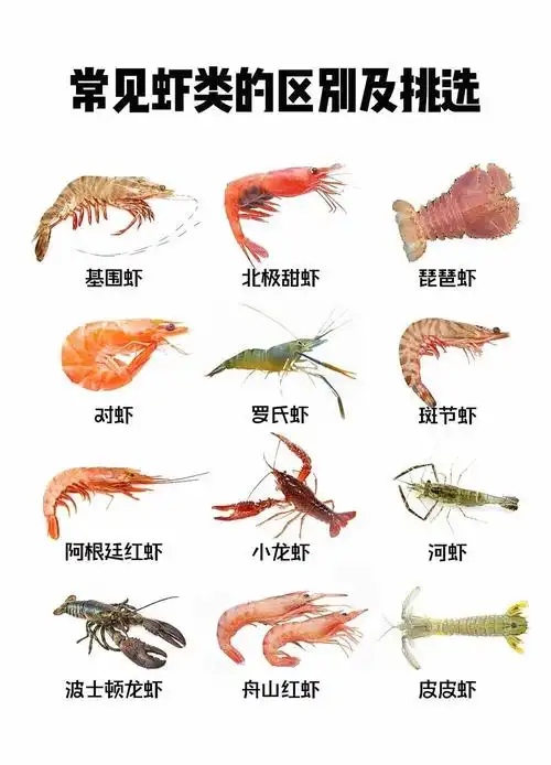 干货🔥生活常见虾类如何挑选及特点介绍