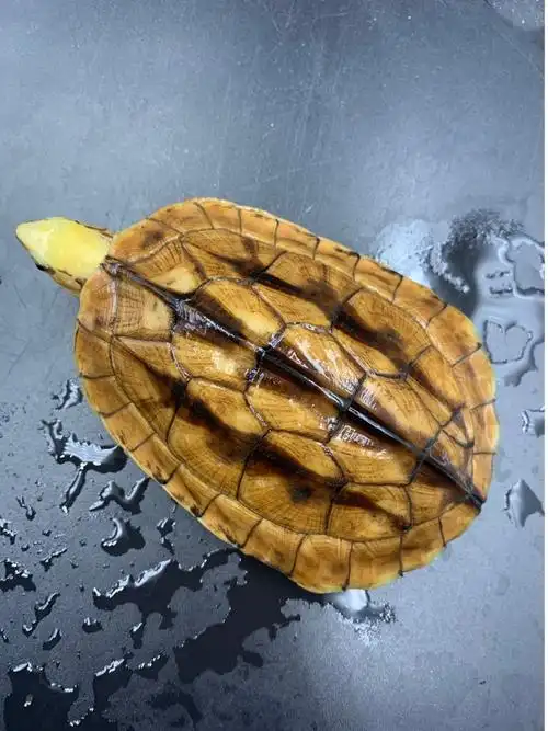 金钱龟风水观赏龟海南越南品种