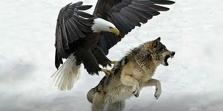 老鹰精彩捕食猎杀瞬间,不愧为天空的霸者,不给猎物留丝毫余地!