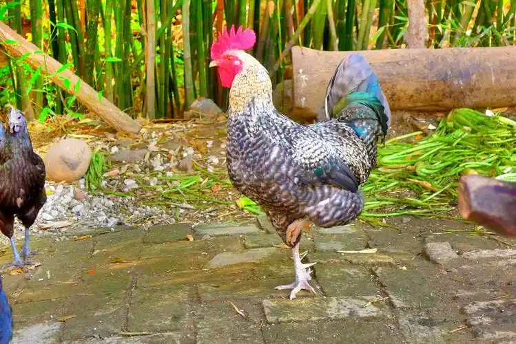 大花公鸡