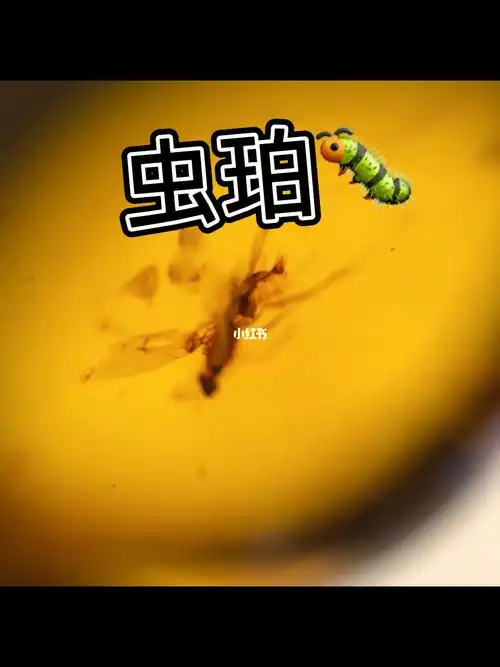 数亿年前,大自然的艺术品,虫珀是琥珀内含虫体的包裹体,极具收藏价值!