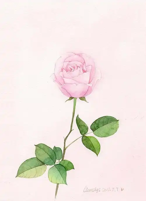 12:10:25玫瑰练习 | _木直 -水彩,工笔,国画晗_燨同采自gracg