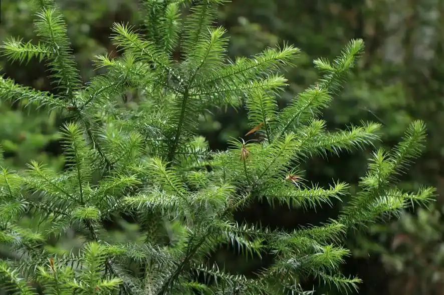 南方三大用材树种之一——杉木