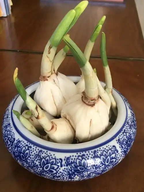 万华小学四,二班曲冠霖快乐种植水仙花