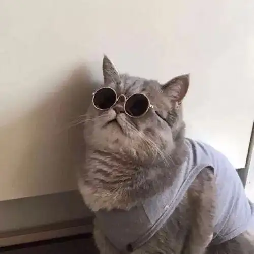 沙雕头像猫咪大全