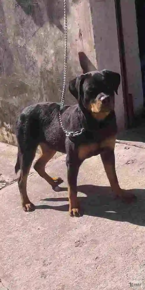 初次养罗威 求大神指点