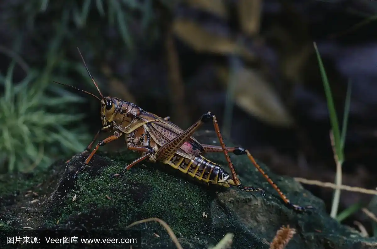 傻大个蚱蜢(romalea)