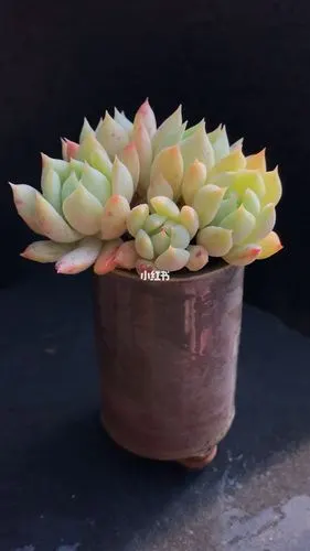 多肉 多肉植物 桃梦_多肉植物_多肉控_家居家装_家居装饰