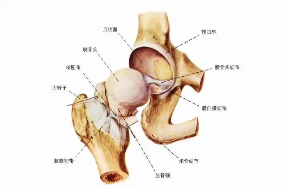 髋关节(hip joint)由股骨头与髋臼构成,属球窝关节,是典型的杆臼关节.