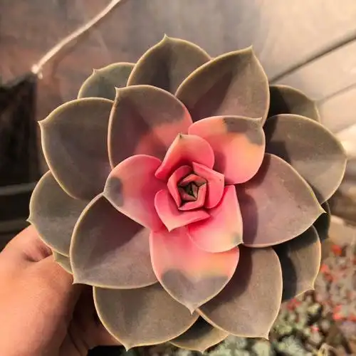 红心莲药锦多植物大盆稀有品种室内阳台花卉多肉植物