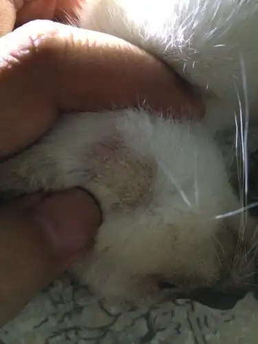 猫咪左脸靠后位置有块快秃了,还带些白粉末,是不是皮藓?