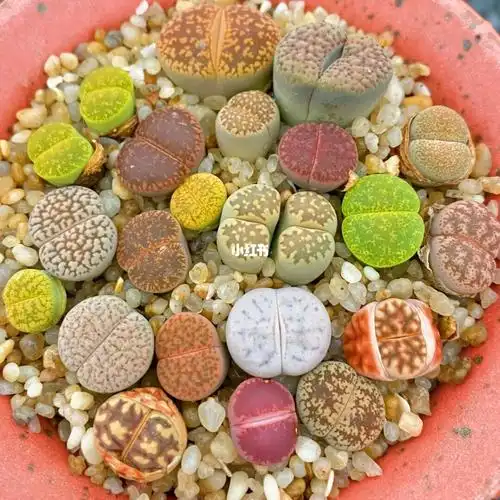 生石花彩色生石花拼盘