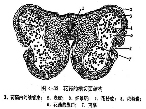 2 月季的花药培养 课件(人教版选修1)ppt