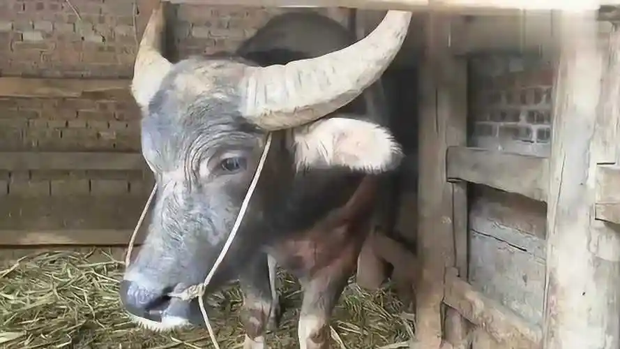 观看超级牛王擎天柱的后代看牛角就知道这20万的配种费没白花