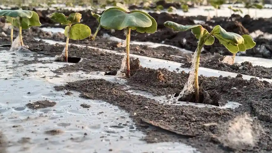 棉花苗期,蕾期如何合理化控?看完你也会_进行_真叶_齐苗