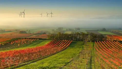 wine country in the mist