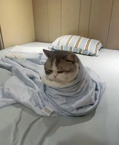 它眯着眼睛,偶尔伸一下小爪子,像是伸懒腰又像是在赶走什么无形的困意