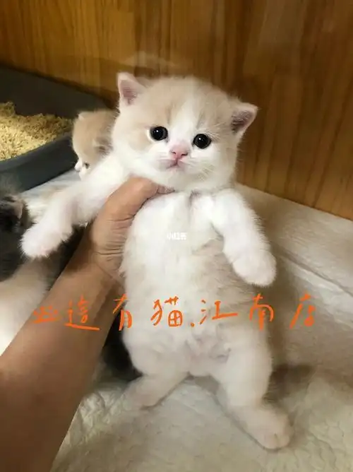 英短乳白弟弟已售