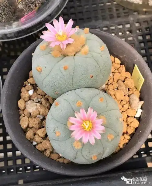 仙人球篇-乌羽玉属lophophora,上百张高清大图,直享视觉盛宴