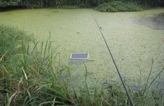 一分钟学会手竿钓黑鱼!找鱼窝是关键,鱼饵就用这3种