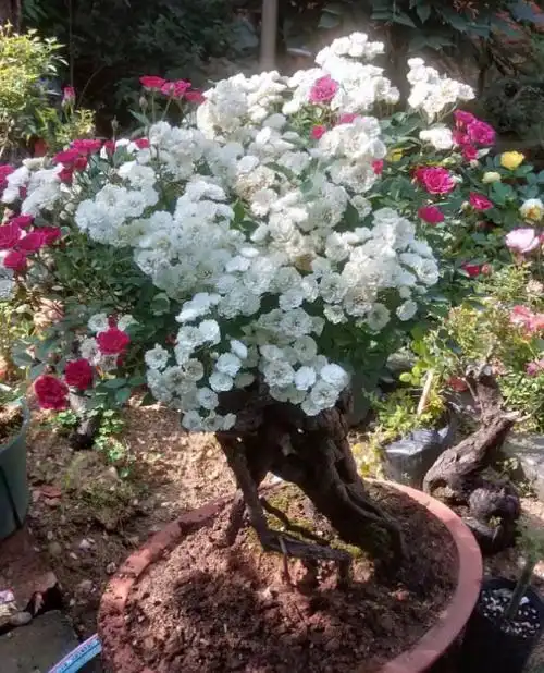 山上挖一棵野蔷薇,回家绑上月季枝,立马变成高价老桩!