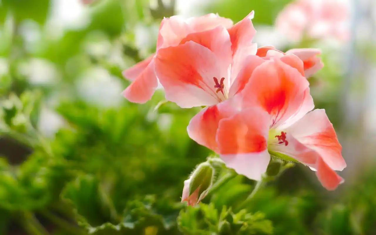 唯美花卉植物盆栽高清桌面壁纸