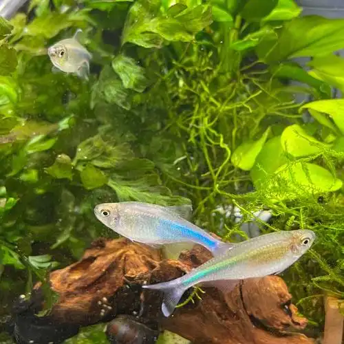 开缸第244天 蓝灯鱼第二次产卵