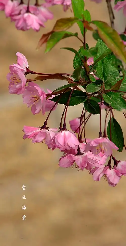 【垂丝海棠摄影图片】生态摄影_太平洋电脑网摄影部落